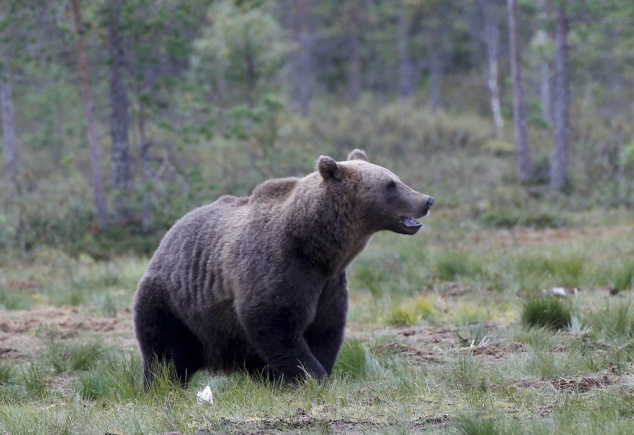 Karhunmetsästys on alkanut.