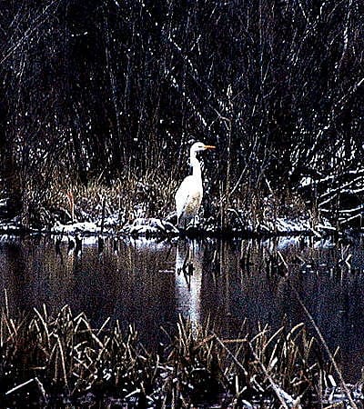 Raahessa talvehtii harvinainen jalohaikara