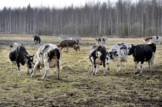 Ristiluoman lehmät ottavat mittaa toisistaan, kun pääsevät ulkoilemaan. Jokaisella lehmällä on oma luonne, mikä tekee niistä omistajilleen entistä tärkeämpiä. KUVAT: HANNELE YLI-VIITALA