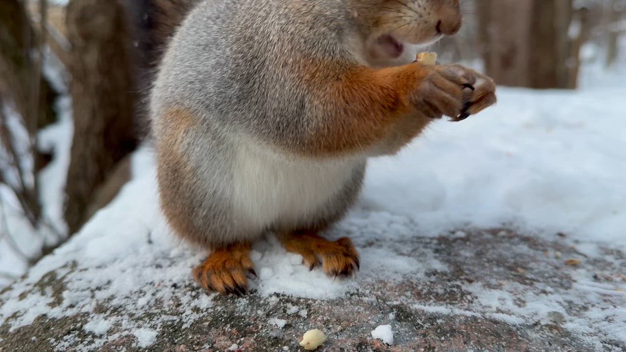 Kiitos pähkinöistä, kiittää hän…😊T. Juhani Peltonen, Turku 11.1.2026