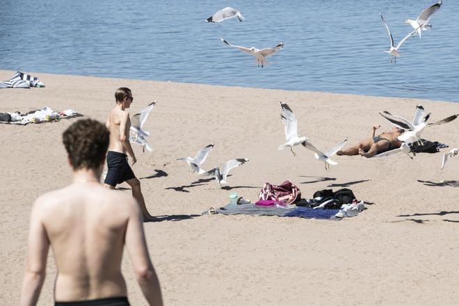 Lokit tekivät seuraa auringosta nauttineille ihmisille Helsingin Hietaniemen uimarannalla maanantaina. KUVA: Arttu Laitala
