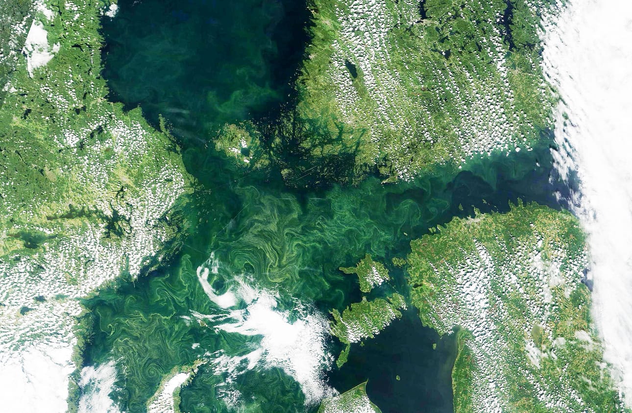 Keskiviikkona otettu satelliittikuva Itämerestä. Kuvaa on vaalennettu, jotta levämassa erottuu paremmin.
