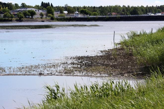 Pitkään jatkunut pouta on laskenut meriveden pinnan poikkeuksellisen alhaalle. Kristiinan Kaupunginlahdella pilkotti maata ja kiviä veden keskellä. KUVA: MINNA ZILLIACUS
