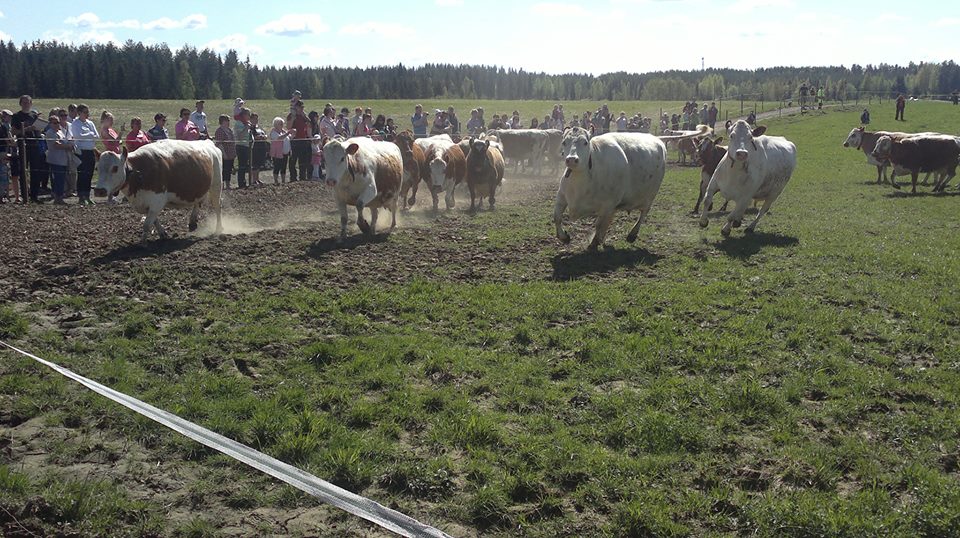 Laidun vain pöllysi, kun kyyttölauma säntäsi kesän viettoon. Kyyttö tarkoittaa itäsuomenkarjaa.