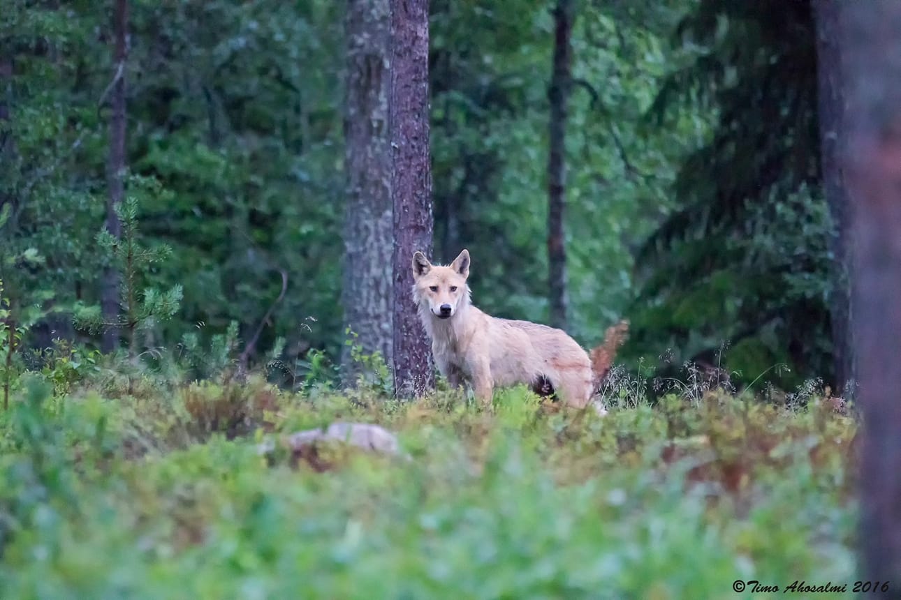 Susi kävi paikalla kolme kertaa.