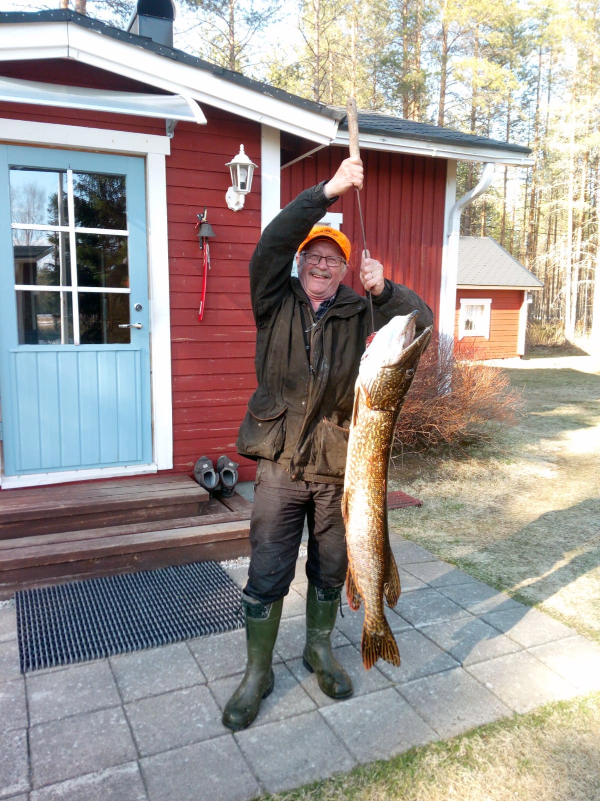 Turpeisen Alpo ja hänen Livojoesta, Kokonlahdelta pyytämänsä kalasaalis. Hauki nousi ylös viime lauantaina ja punnitus osoitti sille painoksi 9,5 kiloa. Pituutta kalalle oli kertynyt 115 senttiä.