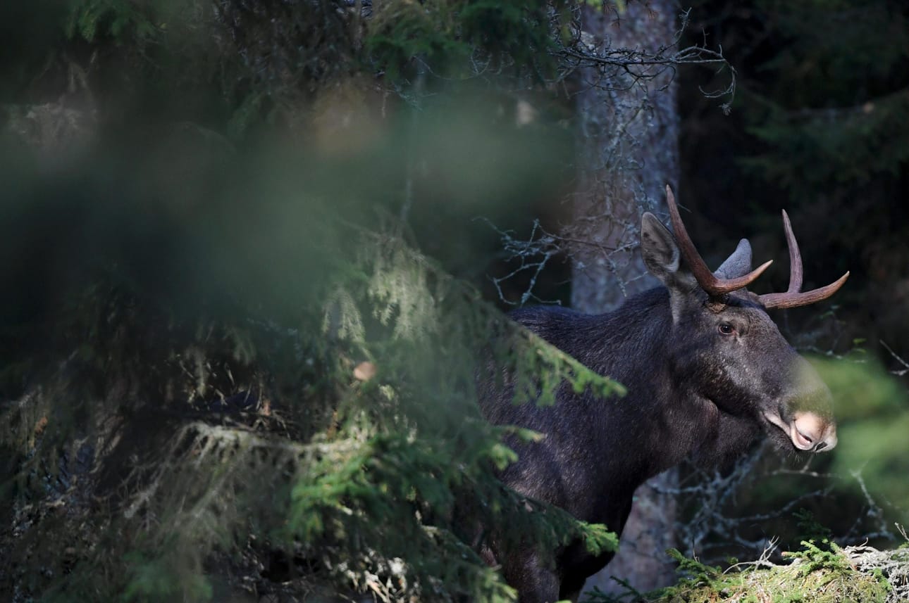 Hirvi liikkuu yleensä metsän suojassa, jolloin sen havaitseminen on vaikeampaa, kuin esimerkiksi aukealla pellolla. LEHTIKUVA / JUSSI NUKARI