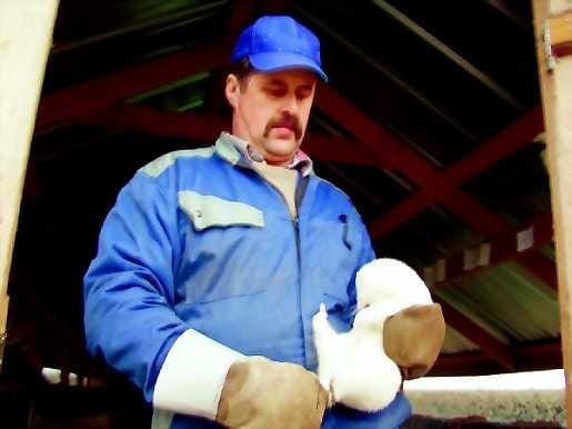 Ei periksi. Turkistarhaaja Bengt Hagström sanoo, ettei hän alistu iskun tekijöiden edessä, vaan minkkien tarhaus tulee jatkumaan.