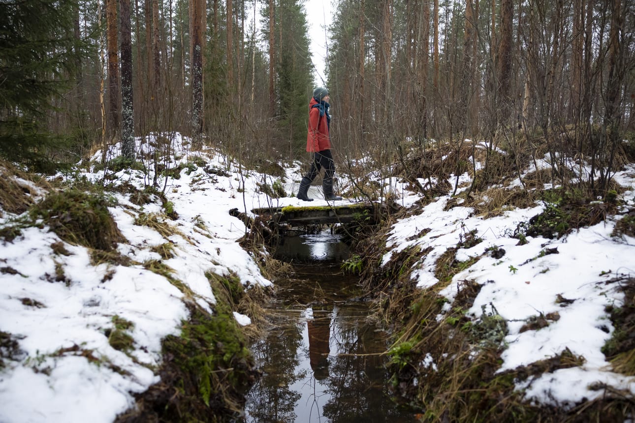 Metsään on tehty isot ojitukset, jotta puut kasvaisivat. Katri Kurkela tiedostaa, että ravinteita valuu vesistöihin erityisesti päätehakkuiden ja maan myllertämisen seurauksena.