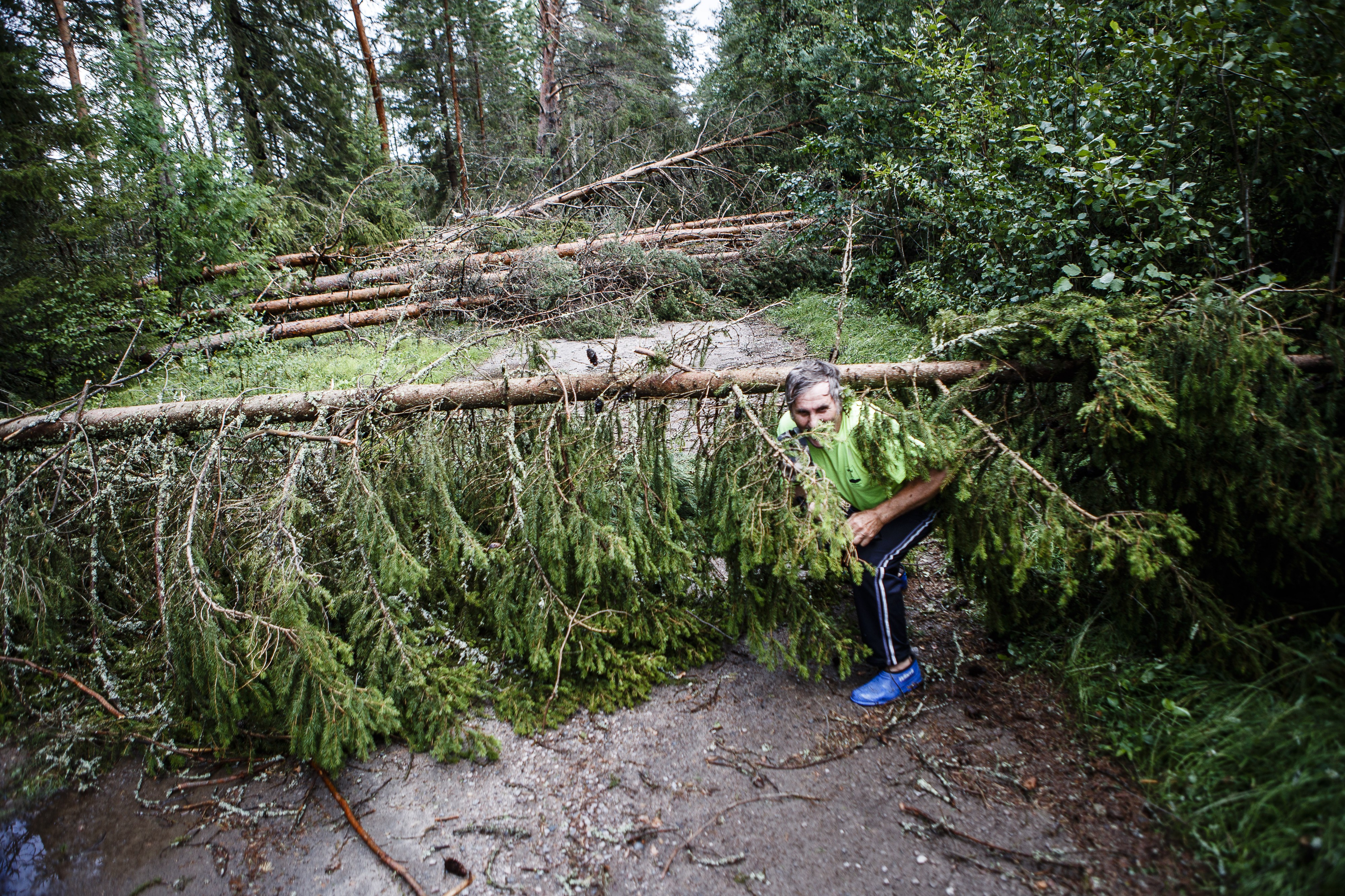 Myrskyn kaatamat puut katkaisivat koko Elingonrannantien. Mökkiläinen Veli Peteri kampeaa itsensä tien yli kaatuneen männyn ali.
