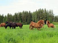 Varsat kirmaavat laitumelle