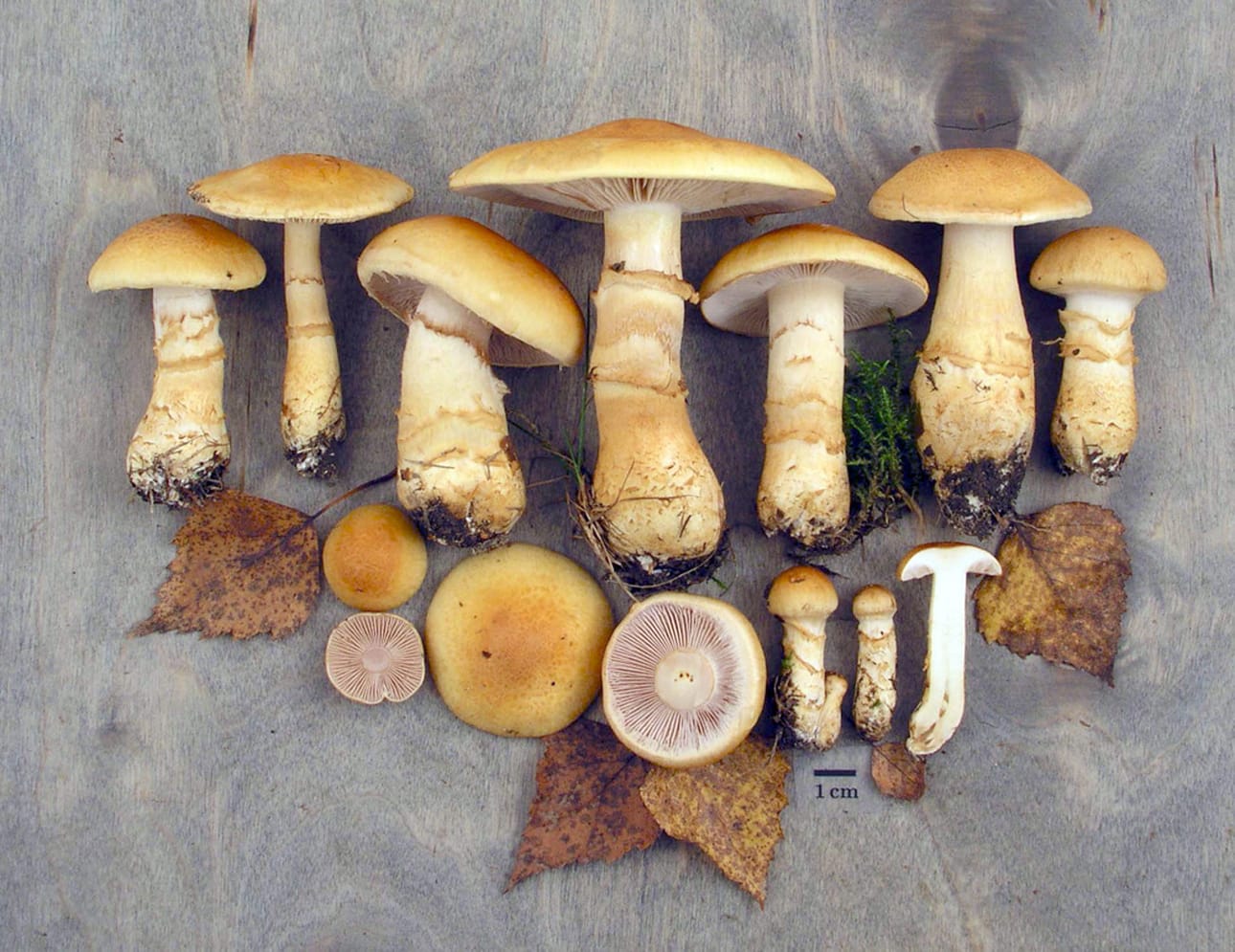 Monivyöseitikki on koivun läheisyydessä viihtyvä, syötävä seitikkilaji.