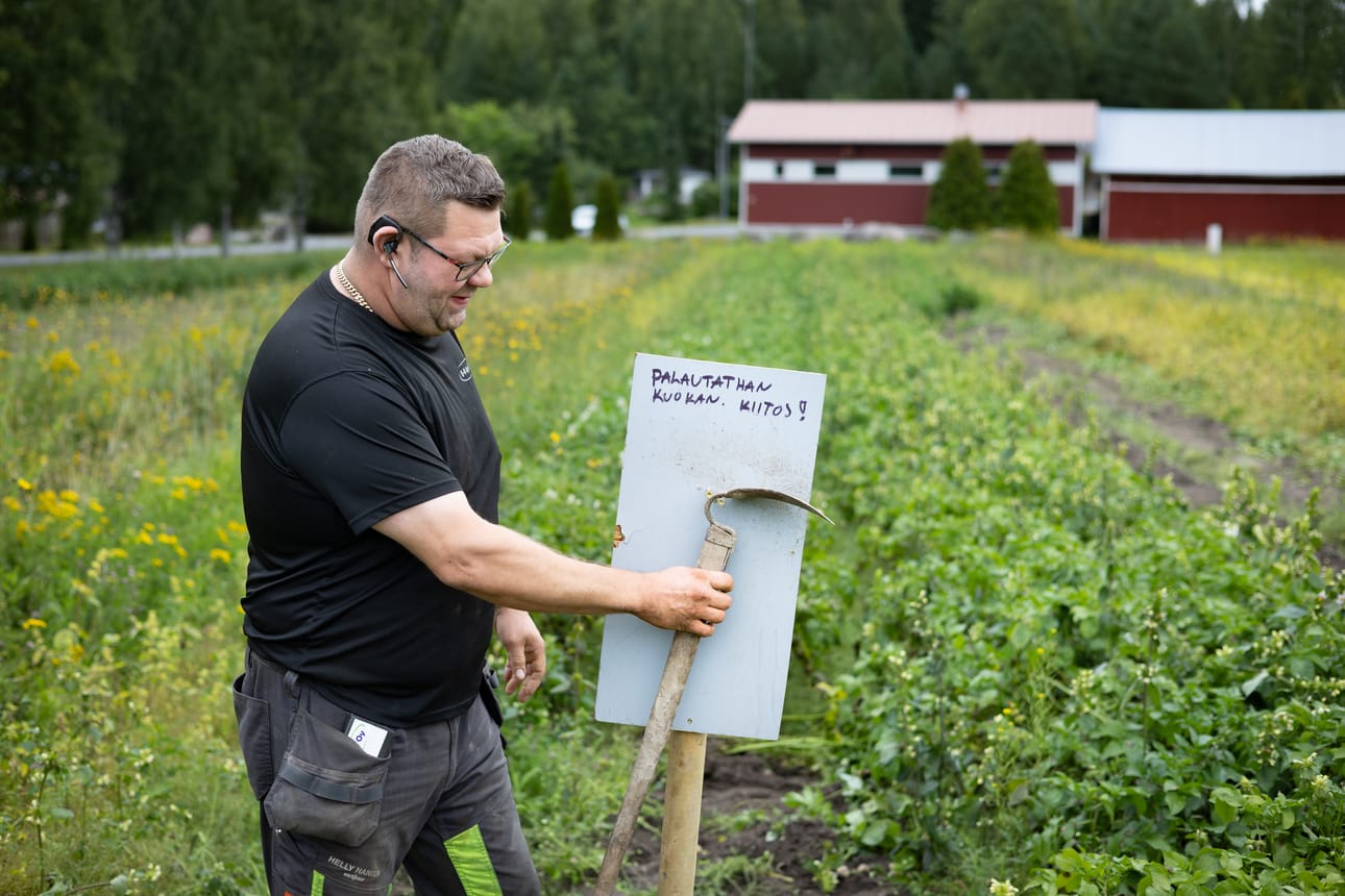 Seppo Korven mukaan uusia pottuja on vielä jäljellä kaikkien vapaasti nostettavaksi. Pellolta löytyy myös lainakuokka.