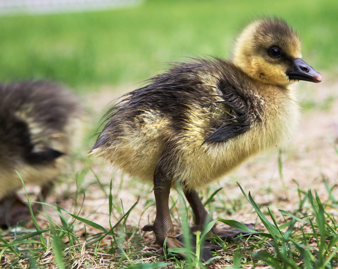 Hanhen poikaset tepastelivat mökin pihalla ilman emoa.