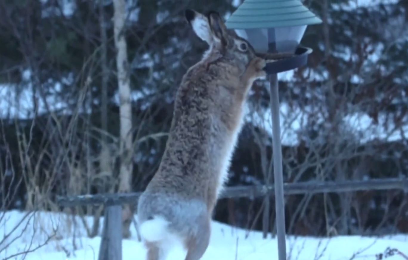 Rusakko jäi kiinni rysän päältä
