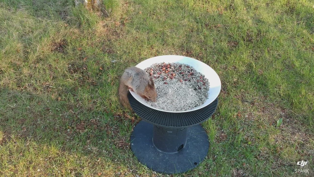 Orava jemmaa syötävää