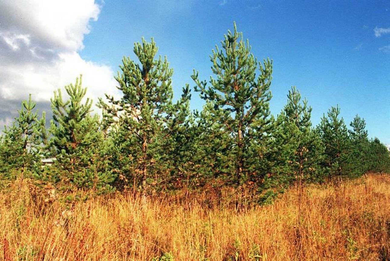 Suomen Metsäkeskuksella on toimisto myös Kauhavalla. Toimintaan on luvassa uudelleenjärjestelyjä valtakunnallisesti.