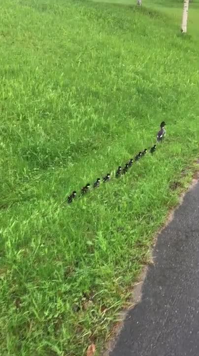 Lintuemo taapertaa poikasineen Kaukovainiolla
