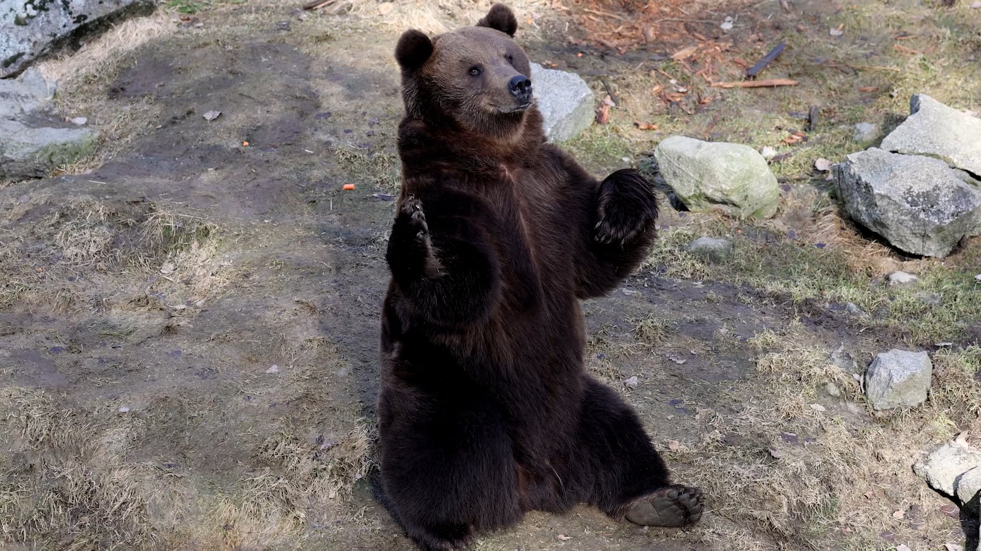 Kevät koitti sittenkin Ähtärin eläinpuistolle – "Ensimmäinen työpäivä, ja tosi hyvät fiilikset"