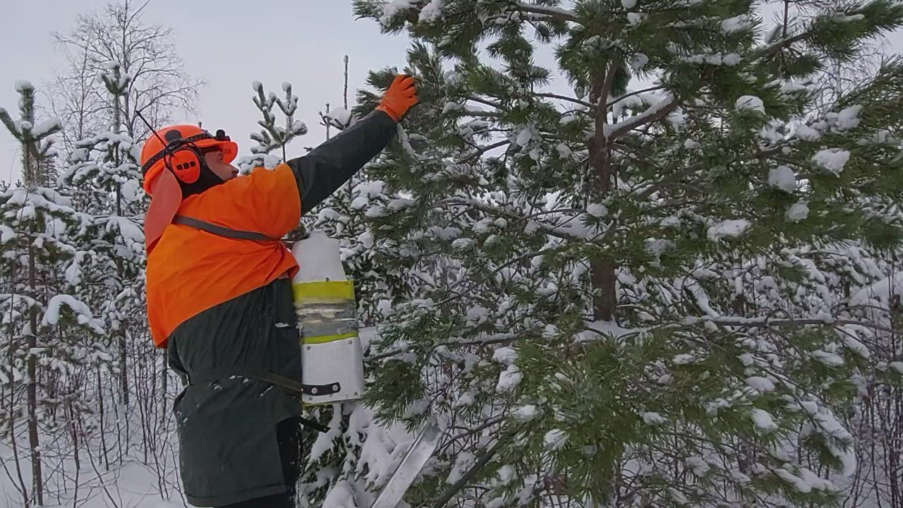 Arto Heikkinen käyttää itse kehiteltyä käpyjen poimintasäiliötä. Työtahti on rivakka.