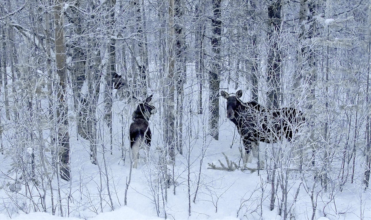 Arkistokuvan hirvet eivät liity Jongun tapaukseen.