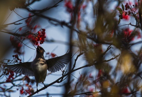 Tämäkin tilhi lentää selvin päin.
