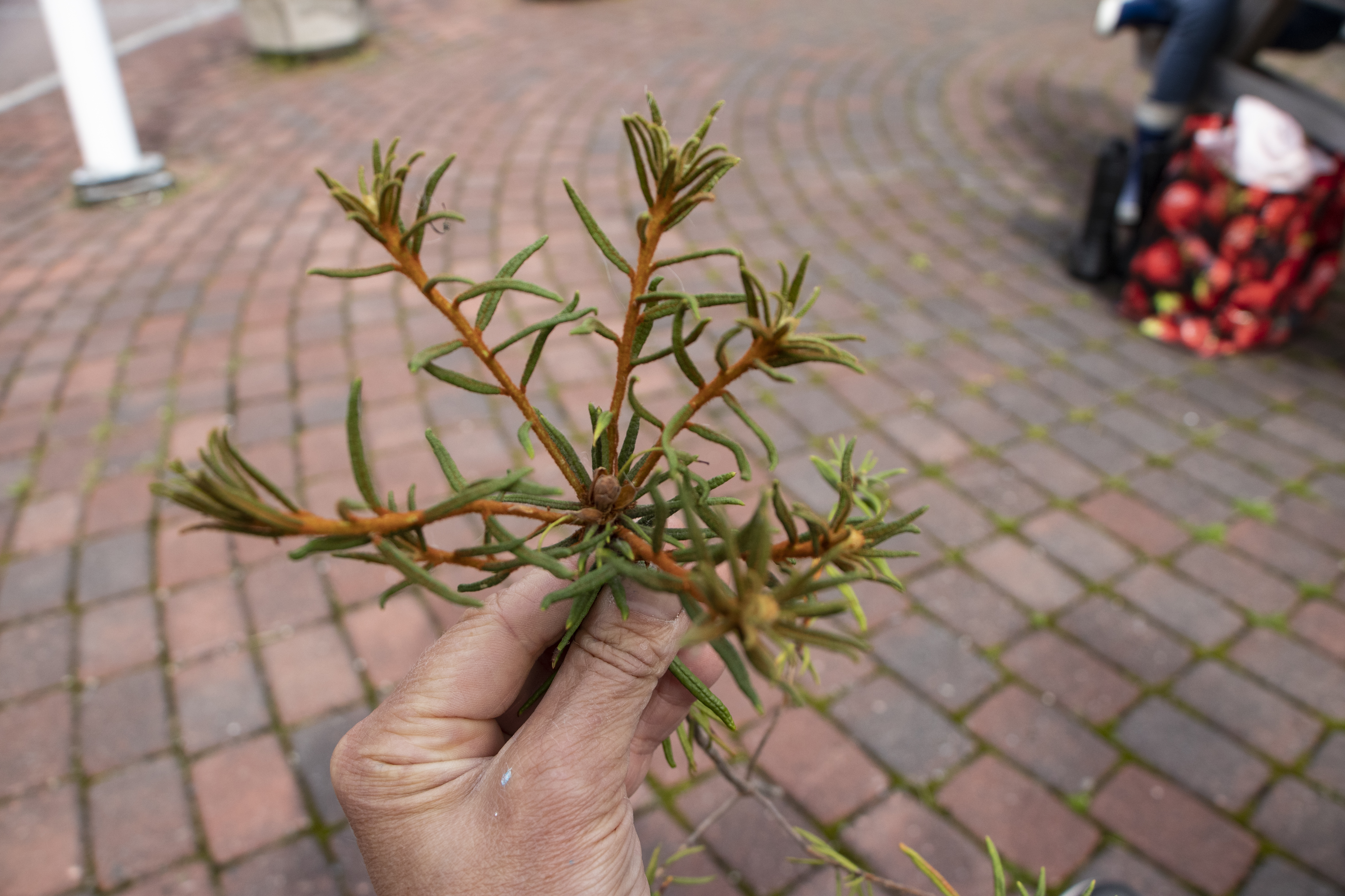 Ensi vuoden ruskeanuppuinen kukinto antaa jo viitteitä itsestään versojen haarautumassa.