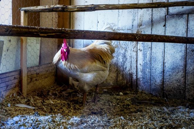 Billingit ostivat kaupasta luomumunia ja laittoivat kanansa hautomaan niitä. Yhdestä kuoriutui kuvassa oleva Pirkka-kukko. KUVA: Paula Kaskimaa