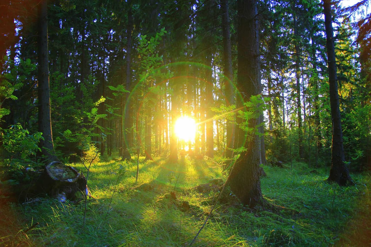 Satumetsän ilta. Rovaniemeläinen Pasi Tarvainen ikuisti satumaisen maiseman Laduholmenissa Porvoossa.