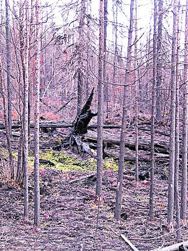 Metsäpalot ovat lisääntyneet Pohjois-Venäjällä. Palanutta metsää Murmanskin tiellä Luttojoen varrella.
