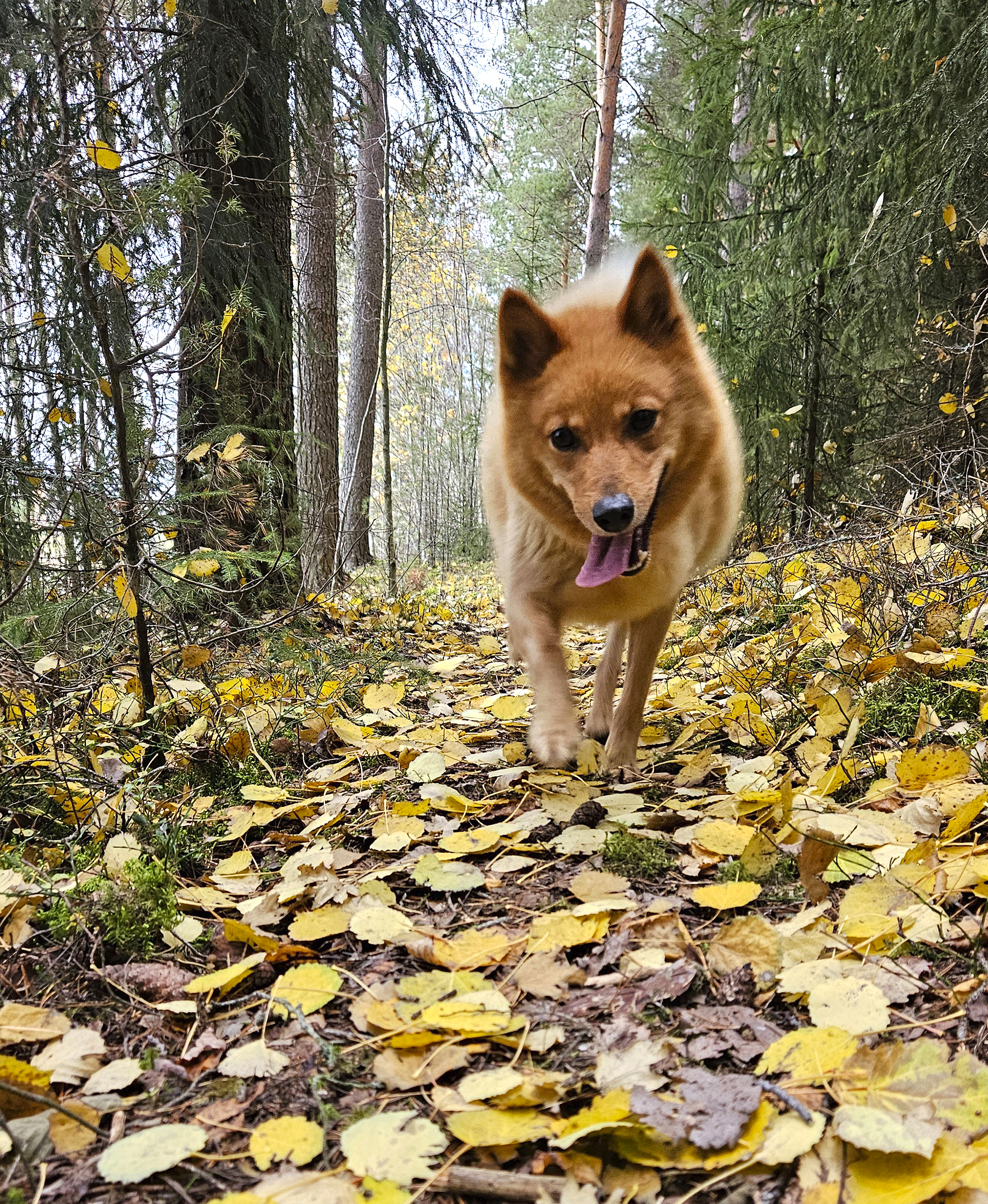 Päivän pörrö Aino nauttii syksystä