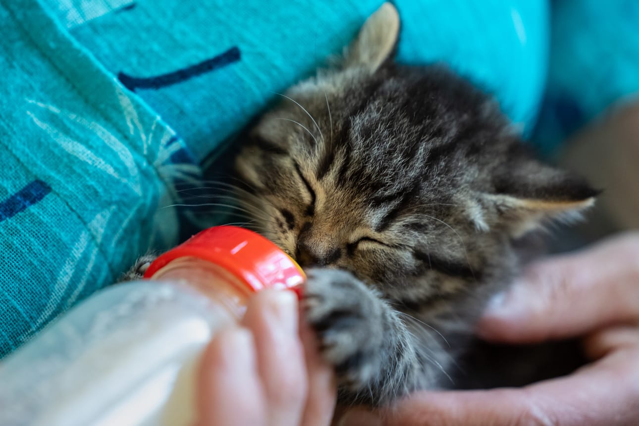Kuukausi sitten muovipussista löytyneistä kissanpennuista kaksi selvisi. Toisen kahden voimat ehtyivät pääsiäisen aikaan.