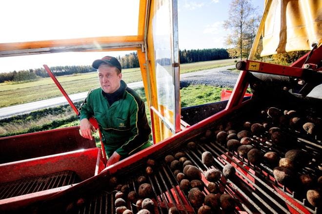 Timo Huhtaluhta lajittelee perunaa Alahärmän Voltissa. KUVAT: JAAKKO ELENIUS