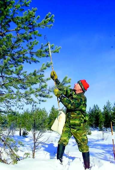 Hyötyliikuntaa. Kuusamolainen Toivo Juuma kerää männynkäpyjä samasta taimikosta kuin viime talvenakin. Nyt saalista löytyy selvästi vähemmän. Kosteissa painanteissa kasvavissa puissa käpyjä on hänen mielestään parhaiten.