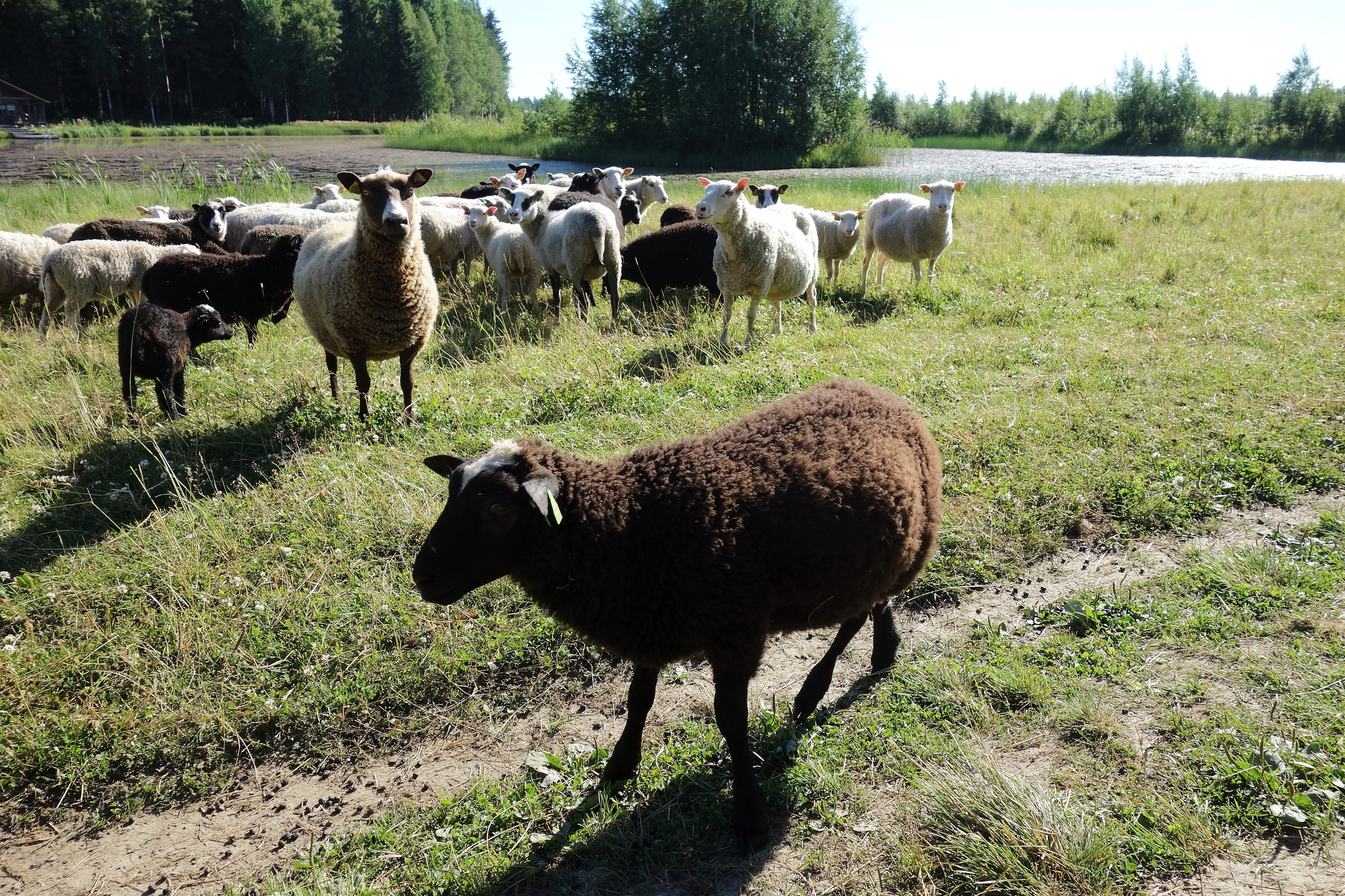 Sudet tappoivat parikymmentä eri-ikäistä lammasta Risto Ollilalta. Hän on siirtänyt koko viikon ajan loppuja lampaita turvallisempaan ympäristöön. Edes sähköaita ei pidätellyt susia.