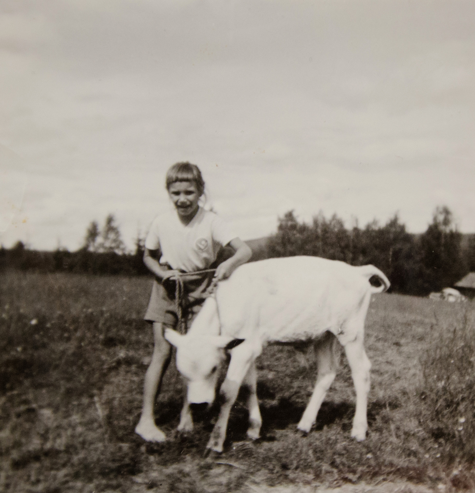Perheen matka isän veljen maatilalle Ruotsiin sai nuoren Satulehdon haaveilemaan karjakon ammatista. Kuvassa 7-vuotiaan rakkain vasikka. Loma-aikoina Satulehto teki maatilatöitä sedän luona teini-ikään saakka. – Haaveilin pitkään karjakon ammatista, sitten historioitsijan työstä. Tanssija minusta lopulta tuli, Satulehto hymähtää.
