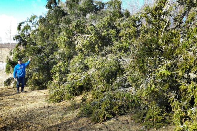 Jättikuusi tuli tiensä päähän Saulin päivän navakassa tuulessa. Asko Märijärven mukaan kyseessä oli Kuortaneen Ruismäenkylän maamerkki. KUVA: PEKKA VARIS