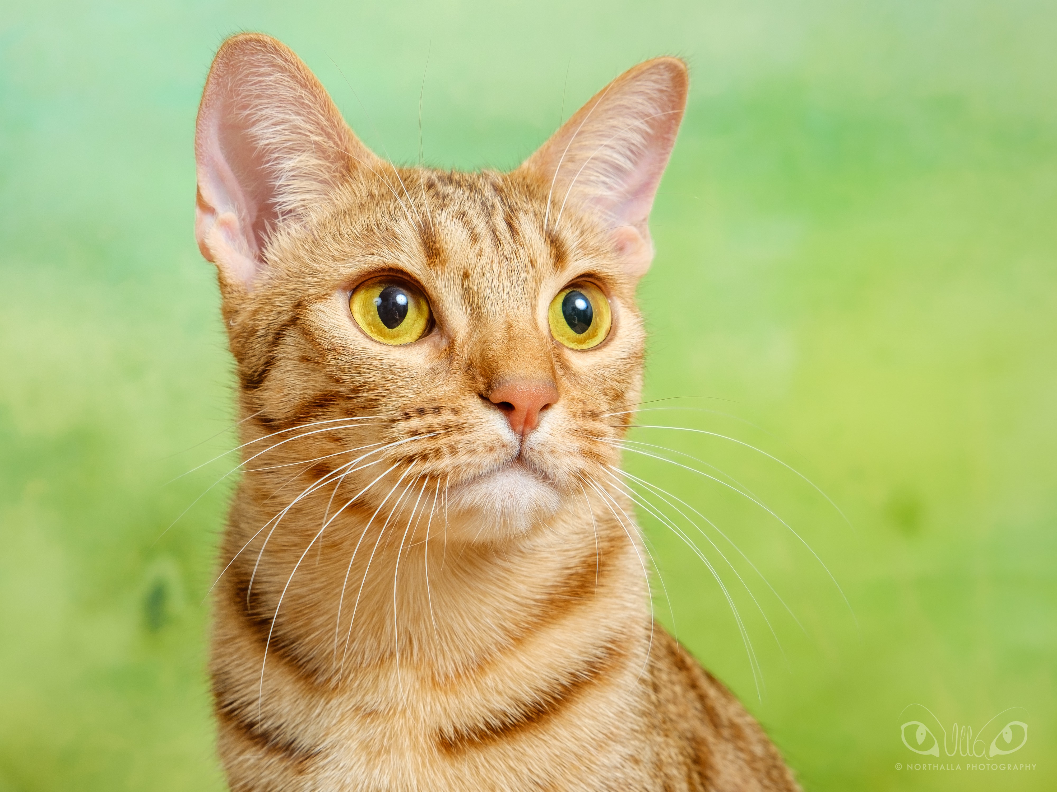 Sankarikissa Miu huolehtii, että omistajan verensokeriarvot saadaan nousuun.