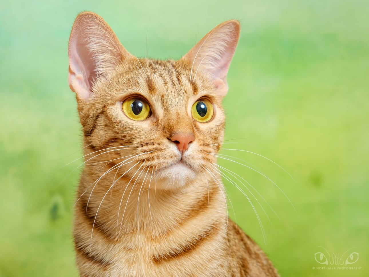 Sankarikissa Miu huolehtii, että omistajan verensokeriarvot saadaan nousuun.