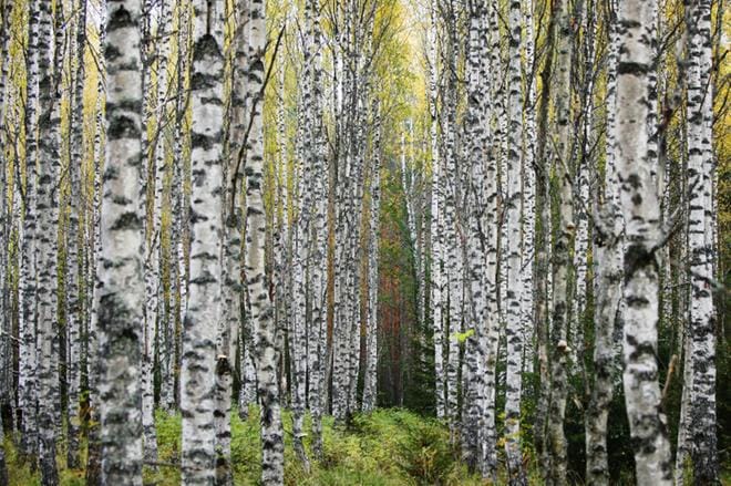 Perinteisessä Metsävisassa ratkottiin muun muassa lajintunnistukseen liittyviä kysymyksiä. ARKISTOKUVA: JARNO MELA