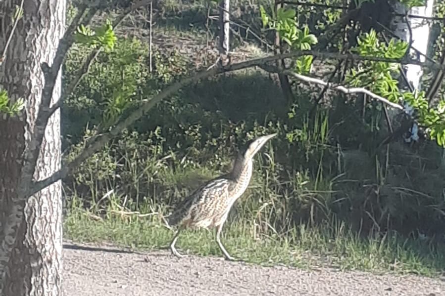 Kaulushaikara vieraili viime viikolla pihapiirissä Tavastkengällä.