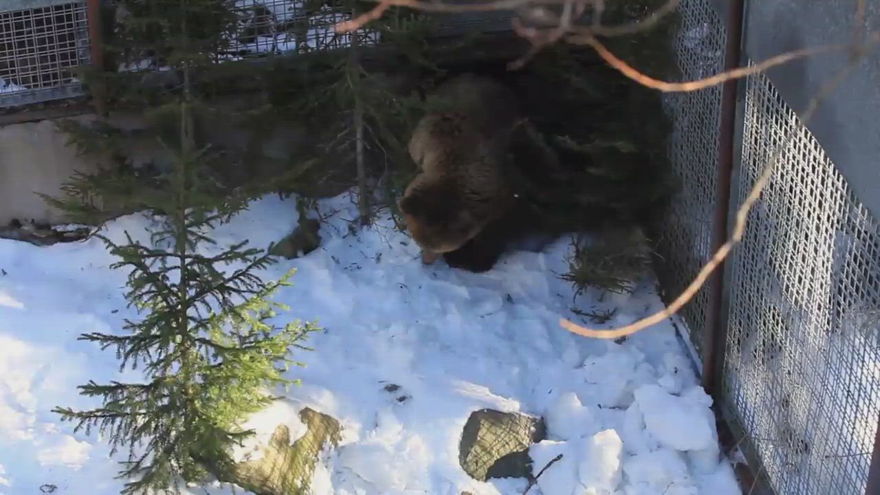 Ranuan pikkukarhu heräsi talviunilta