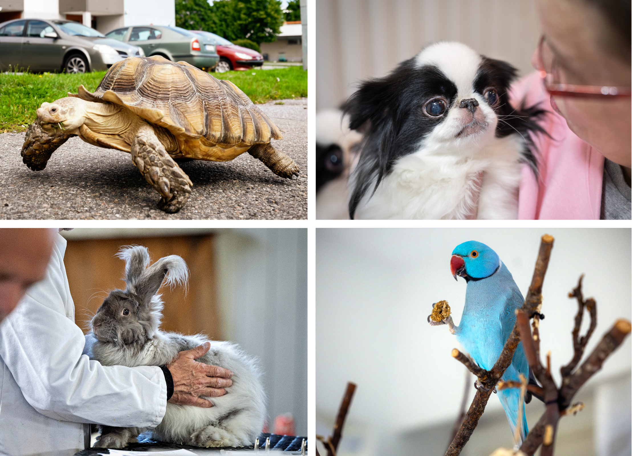 Onko lemmikkisi harvinainen tai taustaltaan erikoinen? Kerro siitä meille!