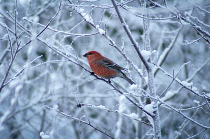 Ankara talvi kurittaa lintuja