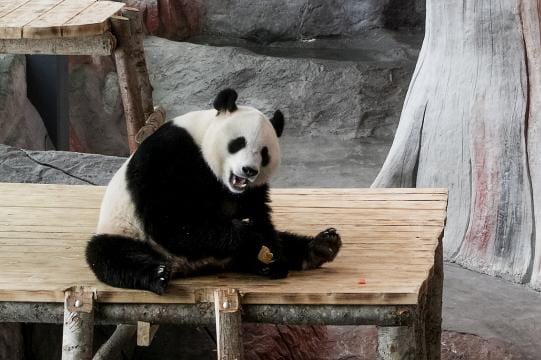 Pandatalo avautui helmikuussa yleisölle. Sen jälkeen Ähtärin pandat on nähnyt 27 000 kävijää. Tavoite on 100 000.