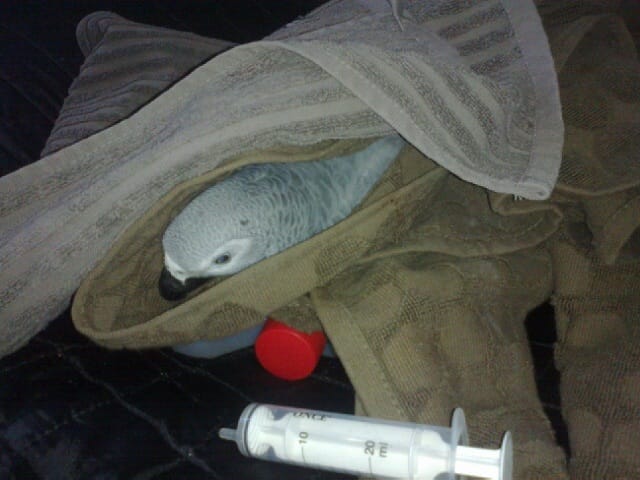 Jere-papukaija vietti hyisen yön ulkona.