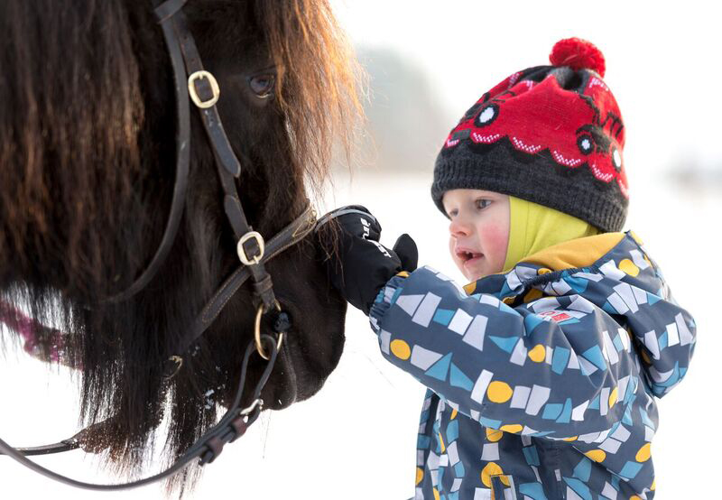 Liminkalainen kaksivuotias Aatu helli ponia Liminganlahden luontokeskuksessa. Liminkalaiset Jukka-Pekka. Juuso (11), Nuutti (8) ja Viljami (2)  Laulajainen olivat  toista kertaa tutustumassa Eläinten talveen. Etualalla Juuso tutkii mikroskoopilla hyppyhäntäisen rakennetta, ja Nuutti taas katsoo, miten höyhenen rakenne suojaa lintuja kylmältä.