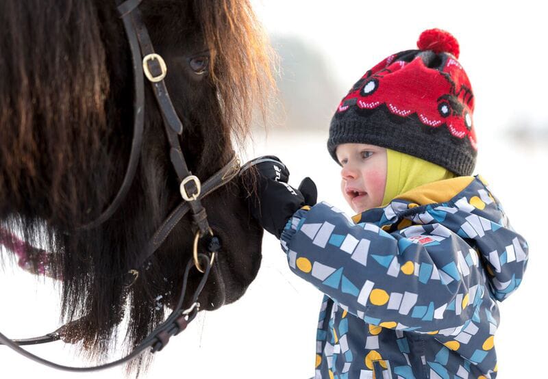 Liminkalainen kaksivuotias Aatu helli ponia Liminganlahden luontokeskuksessa. Liminkalaiset Jukka-Pekka. Juuso (11), Nuutti (8) ja Viljami (2) Laulajainen olivat toista kertaa tutustumassa Eläinten talveen. Etualalla Juuso tutkii mikroskoopilla hyppyhäntäisen rakennetta, ja Nuutti taas katsoo, miten höyhenen rakenne suojaa lintuja kylmältä.
