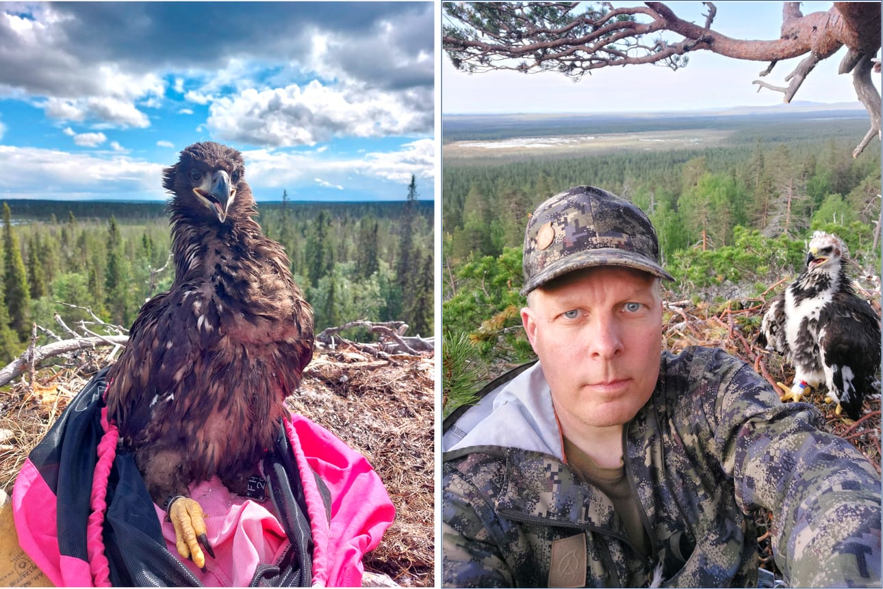 Kauhavalainen Mikko Hänninen on rengastanut meri- ja maakotkan poikasia Kuusamossa jo kahdeksan vuoden ajan.