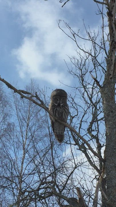 Lapinpöllö tuumailee oksalla